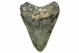 Fossil Megalodon Tooth - North Carolina #328259-1